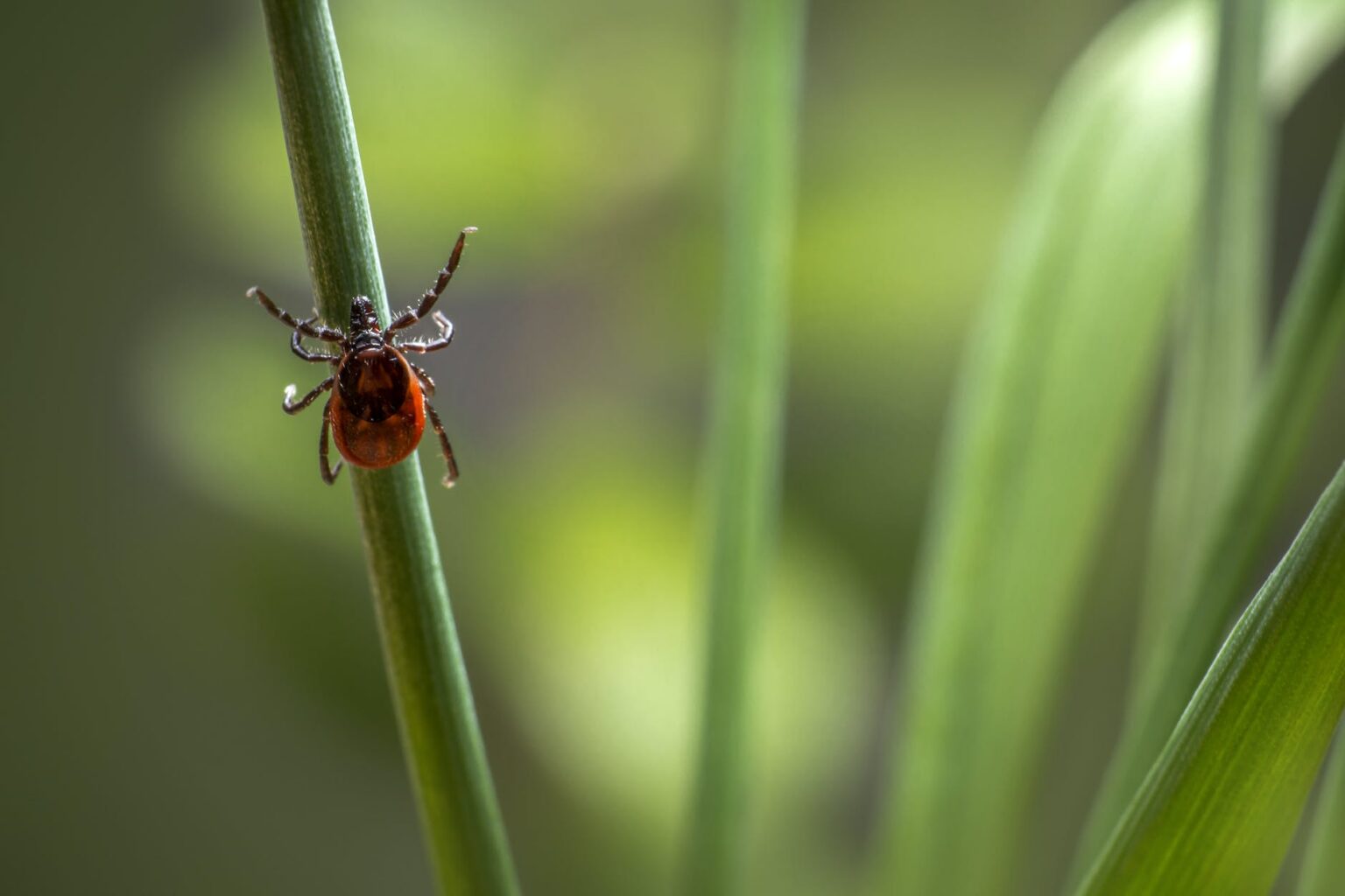 red ad brown insect on green plant in close up photography